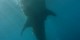 Philippines - 2012-01-16 - 139 - Whale Shark Beach